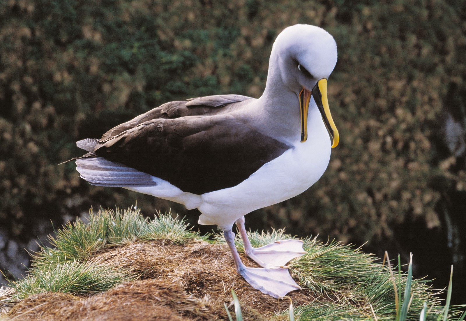 Mollymawk Bird from New Zealand Geographic https://www.nzgeo.com/stories/a-wing-and-a-snare/